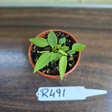 Load image into Gallery viewer, #R491 Multiple Anthurium Pallidiflorum Seedlings