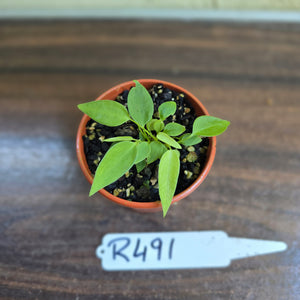 #R491 Multiple Anthurium Pallidiflorum Seedlings
