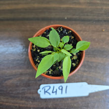 Load image into Gallery viewer, #R491 Multiple Anthurium Pallidiflorum Seedlings