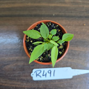 #R491 Multiple Anthurium Pallidiflorum Seedlings