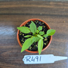 Load image into Gallery viewer, #R491 Multiple Anthurium Pallidiflorum Seedlings