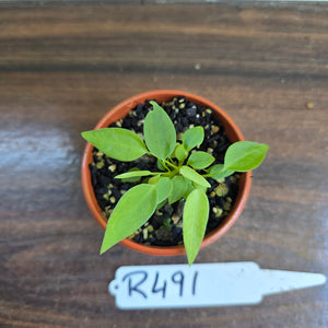 #R491 Multiple Anthurium Pallidiflorum Seedlings