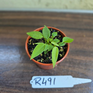 #R491 Multiple Anthurium Pallidiflorum Seedlings