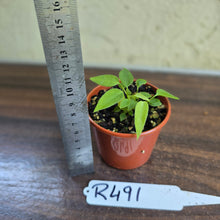 Load image into Gallery viewer, #R491 Multiple Anthurium Pallidiflorum Seedlings