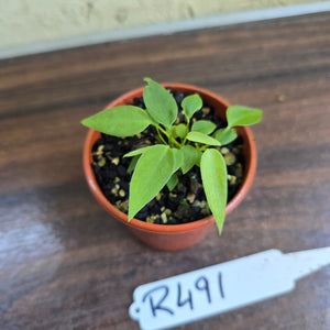 #R491 Multiple Anthurium Pallidiflorum Seedlings