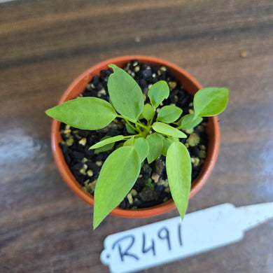#R491 Multiple Anthurium Pallidiflorum Seedlings