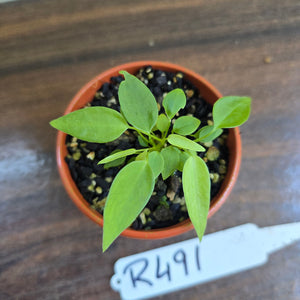 #R491 Multiple Anthurium Pallidiflorum Seedlings