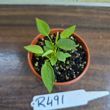 Load image into Gallery viewer, #R491 Multiple Anthurium Pallidiflorum Seedlings