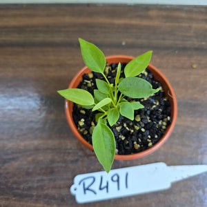#R491 Multiple Anthurium Pallidiflorum Seedlings
