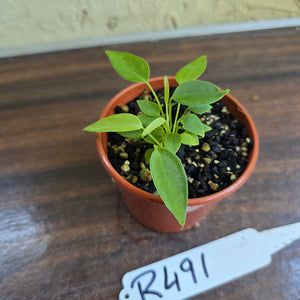 #R491 Multiple Anthurium Pallidiflorum Seedlings