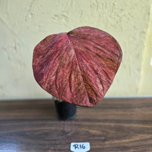 Load image into Gallery viewer, #R16 Caladium