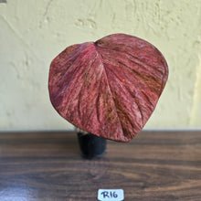 Load image into Gallery viewer, #R16 Caladium