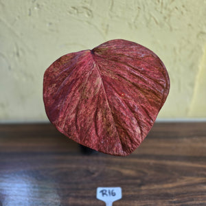 #R16 Caladium