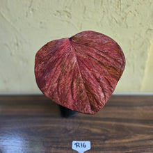 Load image into Gallery viewer, #R16 Caladium