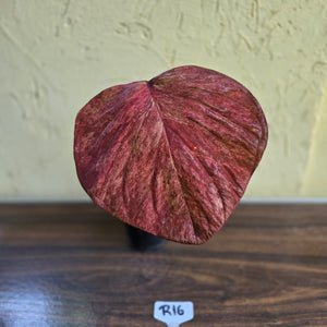 #R16 Caladium