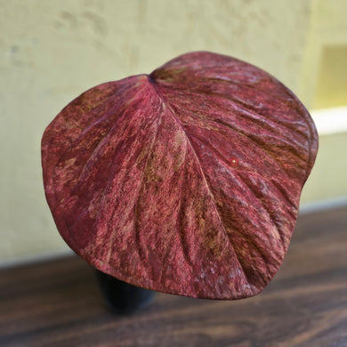 #R16 Caladium
