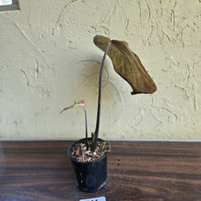 Load image into Gallery viewer, #R16 Caladium