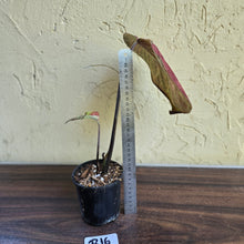 Load image into Gallery viewer, #R16 Caladium