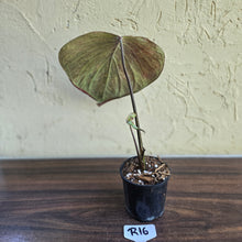 Load image into Gallery viewer, #R16 Caladium