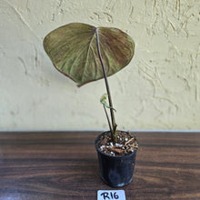 Load image into Gallery viewer, #R16 Caladium