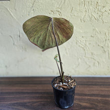 Load image into Gallery viewer, #R16 Caladium