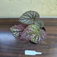 Load image into Gallery viewer, #D343 Begonia Unknown