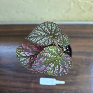 #D343 Begonia Unknown