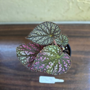 #D343 Begonia Unknown