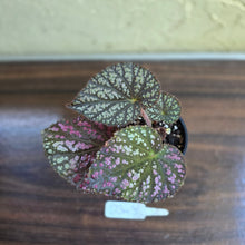 Load image into Gallery viewer, #D343 Begonia Unknown
