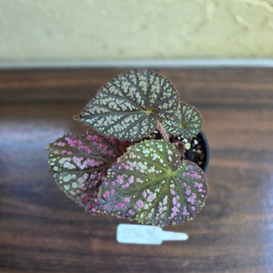 #D343 Begonia Unknown