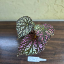 Load image into Gallery viewer, #D343 Begonia Unknown