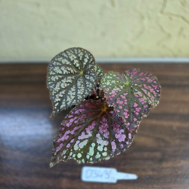 #D343 Begonia Unknown