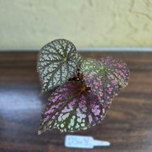 Load image into Gallery viewer, #D343 Begonia Unknown