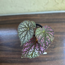 Load image into Gallery viewer, #D343 Begonia Unknown