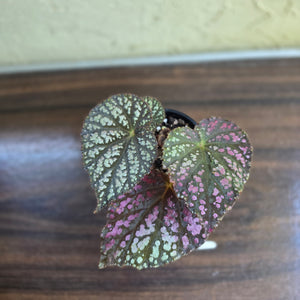 #D343 Begonia Unknown