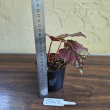 Load image into Gallery viewer, #D343 Begonia Unknown