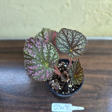 Load image into Gallery viewer, #D343 Begonia Unknown
