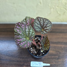 Load image into Gallery viewer, #D343 Begonia Unknown