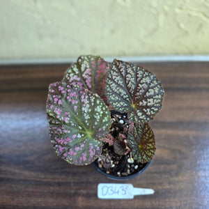 #D343 Begonia Unknown