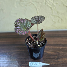 Load image into Gallery viewer, #D343 Begonia Unknown