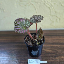 Load image into Gallery viewer, #D343 Begonia Unknown