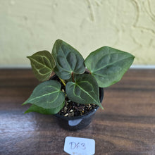 Load image into Gallery viewer, #D63 Two x Anthurium Dark Complex