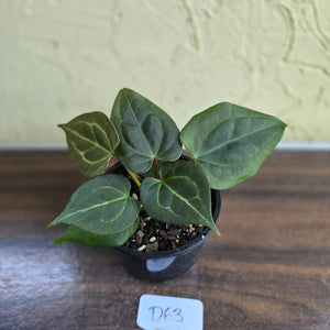 #D63 Two x Anthurium Dark Complex
