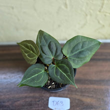 Load image into Gallery viewer, #D63 Two x Anthurium Dark Complex