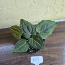 Load image into Gallery viewer, #D63 Two x Anthurium Dark Complex