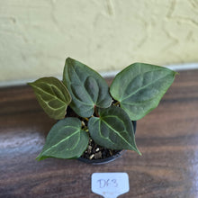 Load image into Gallery viewer, #D63 Two x Anthurium Dark Complex