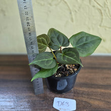 Load image into Gallery viewer, #D63 Two x Anthurium Dark Complex