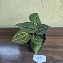 Load image into Gallery viewer, #D63 Two x Anthurium Dark Complex