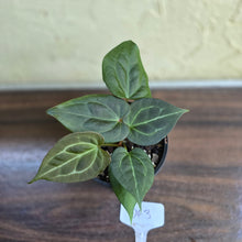 Load image into Gallery viewer, #D63 Two x Anthurium Dark Complex