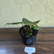Load image into Gallery viewer, #D63 Two x Anthurium Dark Complex